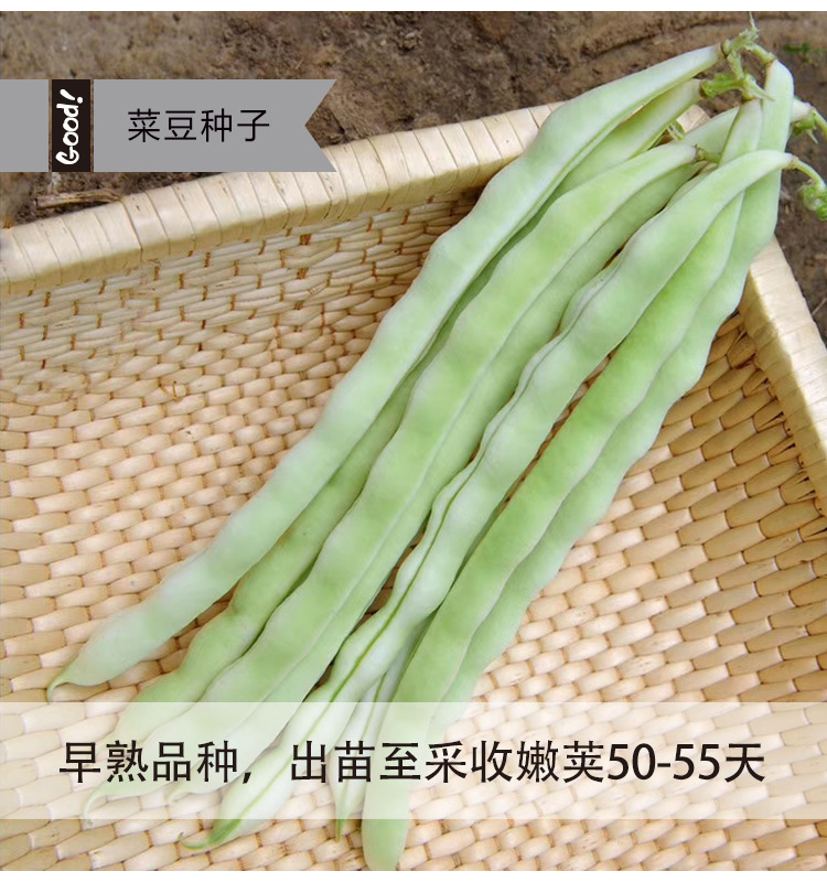 河南肉豆种子白色四季豆春秋种植架芸豆种子白棒豆早熟肉厚菜豆角
