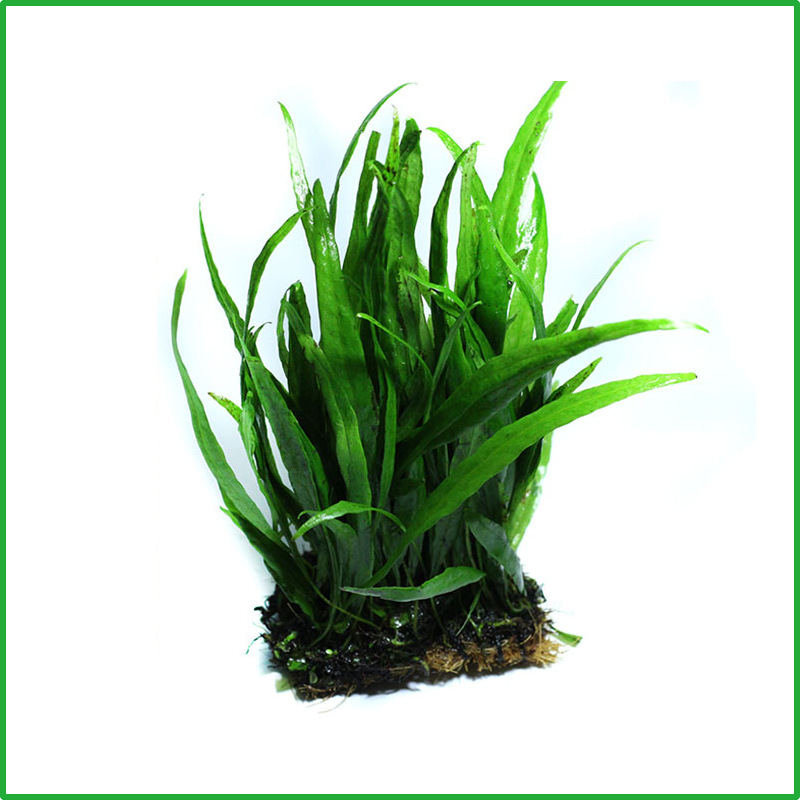 丹麦细叶铁皇冠草中后景草懒人水草鹿角铁带底座鱼缸造景活体植物