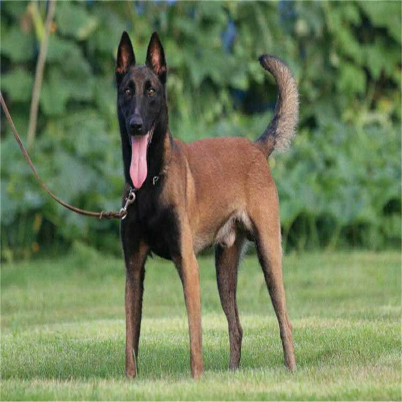 马犬幼犬活体纯种马犬比利时牧羊犬红马大型犬赛级宠物犬马犬出售