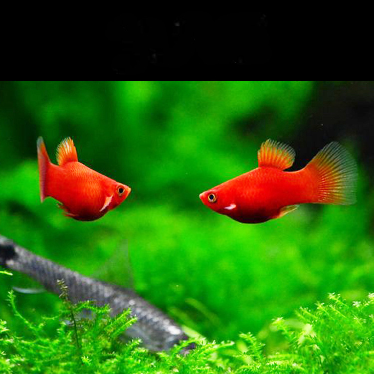 水族观赏鱼活体胎生淡水月光鱼红球草缸群游鱼热带小型鱼特价批发