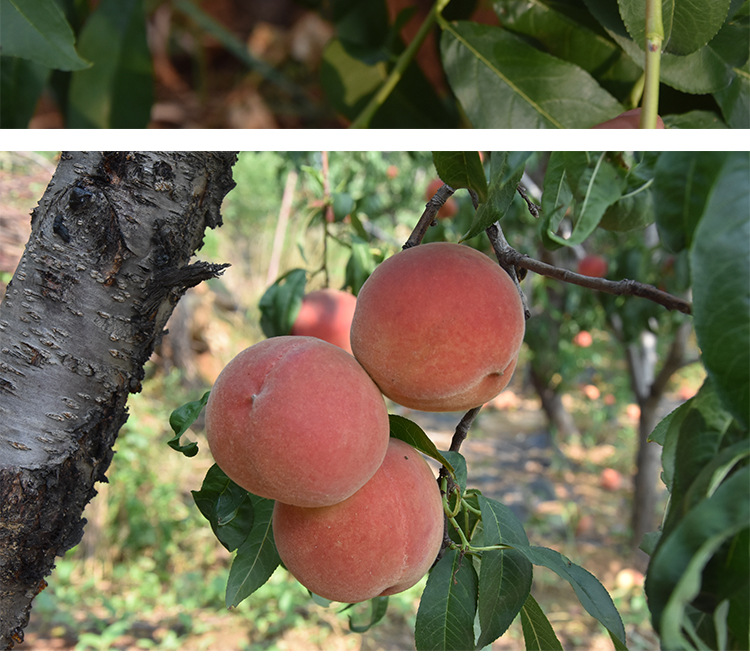 桃树苗新品种嫁接蟠桃树苗当年结果桃树苗地栽盆栽庭院种植果树苗
