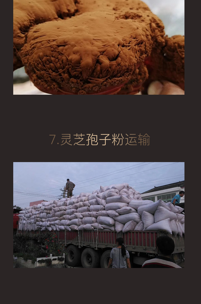 灵芝种子紫灵芝孢子原料粉21年新粉小棒大棒椴木灵芝孢子粉批发