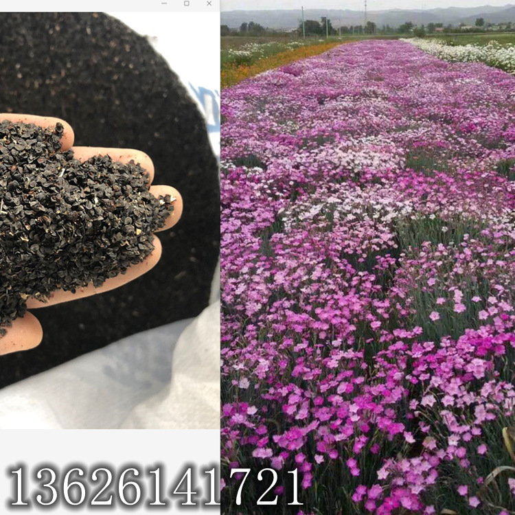 春秋播种地被石竹种子常夏石竹石竹红花石竹