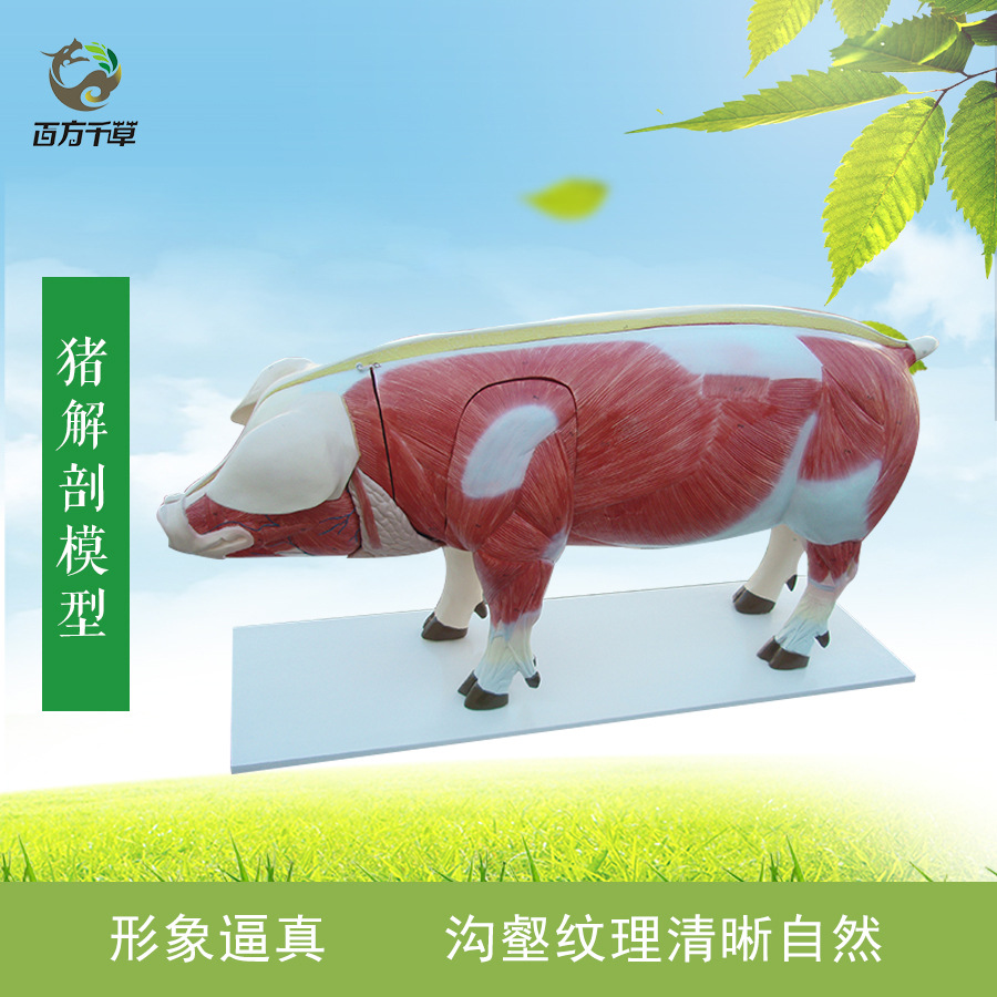 猪解剖模型|畜牧兽医解剖模型|教学解剖模型-阿里巴巴