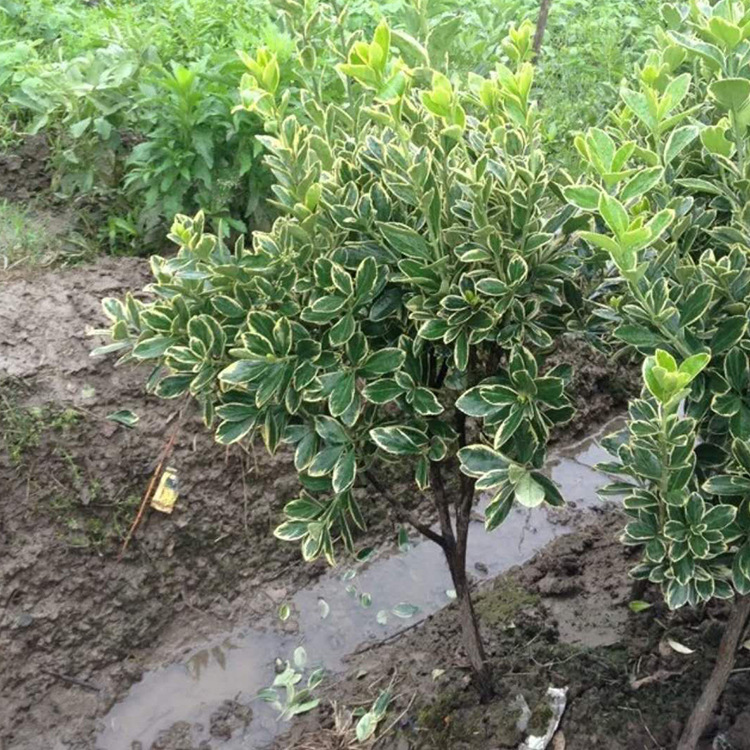 苗木 工程绿化 园林高杆金边黄杨球 耐寒绿篱金边黄杨球 金边