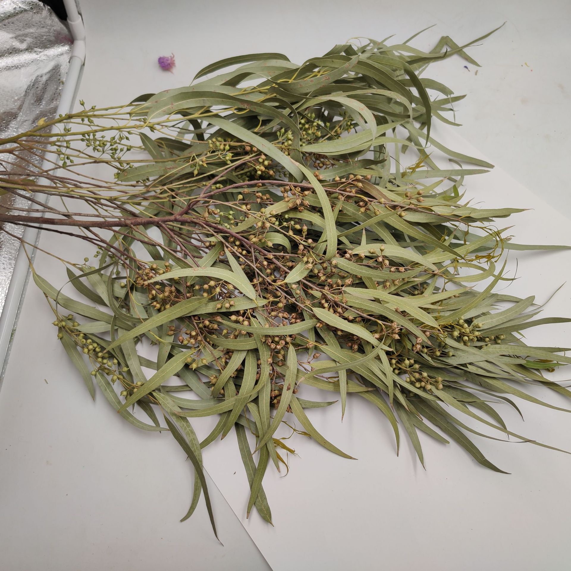小米果叶 小米果 尤加利叶果 干花 花艺婚庆 装饰园艺 插花花艺