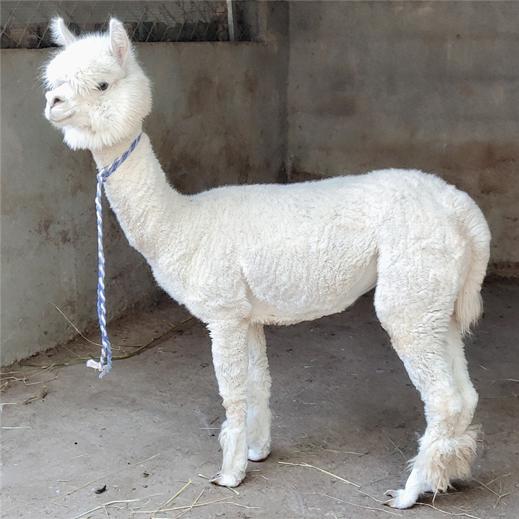 0成交0只羊驼多少钱 山庄观赏羊驼 羊驼活体租赁羊驼价格￥60.