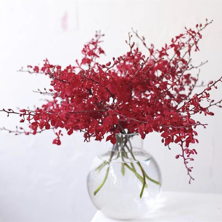 云南直发红色千代兰万代兰鲜花红色婚庆白色婚礼现场布置用花洋兰