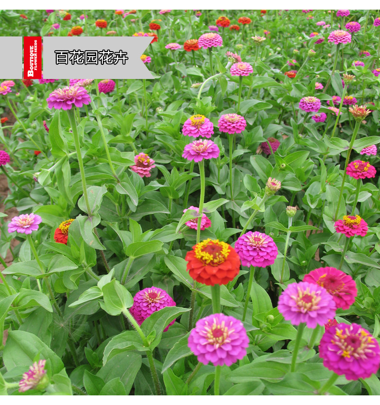 百花园批发玫红百日草步步高花境园林绿化山区绿化耐旱耐贫瘠
