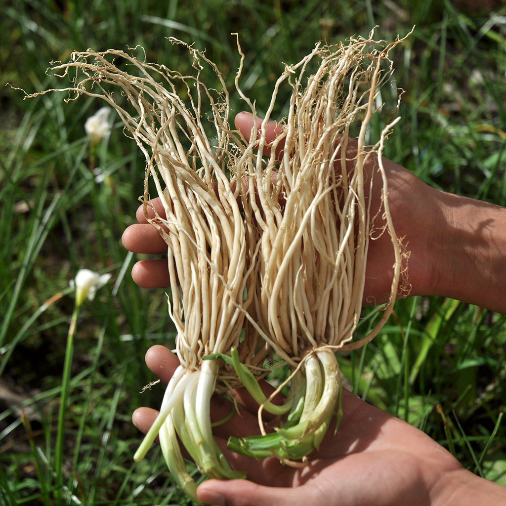 2斤包邮 撇菜根云南新鲜蔬菜大韭菜根月子良菜可腌制炖汤苤菜根