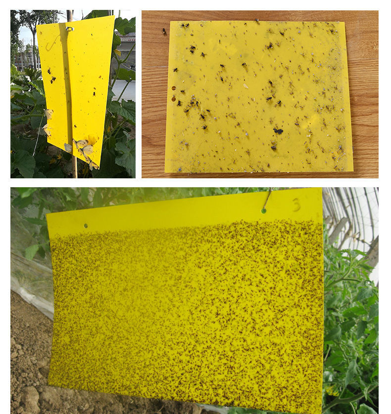 粘虫板强力诱虫板双面黄色园林果园大棚农用沾虫板厂家批发蓝蓟马