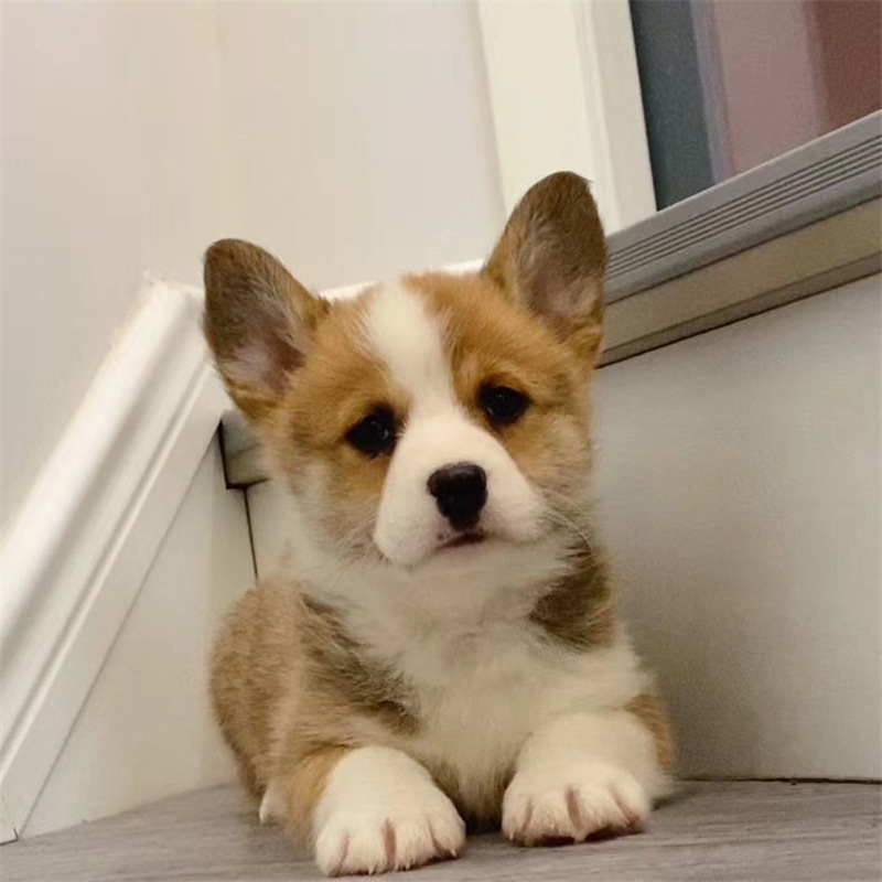 柯基犬价格柯基犬多少钱柯基犬图片柯基犬好养吗活体幼犬柯基健康