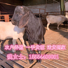 广西黑山羊养殖场 黑山羊羊羔价格圈养放牧均免费送货到家