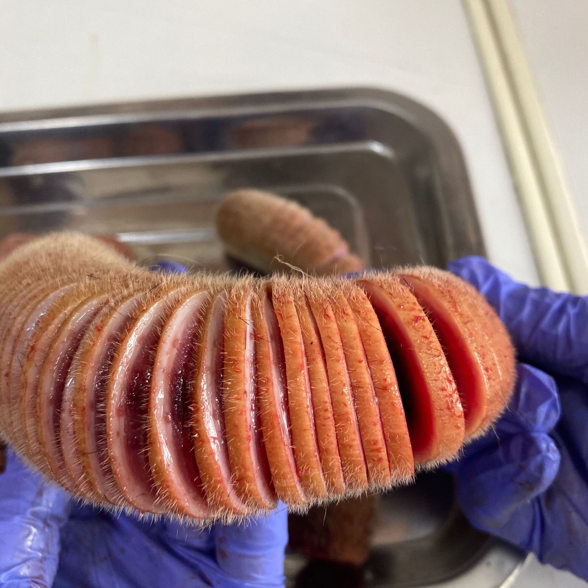 2020年新鲜梅花鹿毛桃鹿茸 精品鹿茸 头茬二杠 鲜嫩 含血量充足