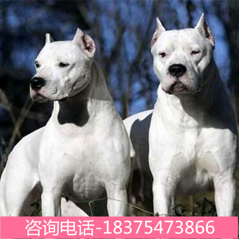 出售家养纯种杜高犬阿根廷打猎猪犬杜高犬幼犬活体猎犬猎狗幼崽子