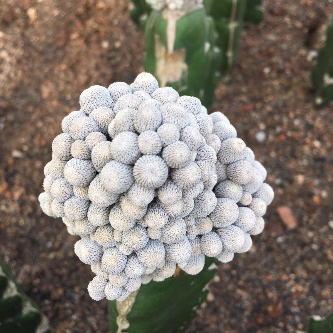 嫁接小人帽多头带三角柱仙人球多肉植物绿植小盆栽