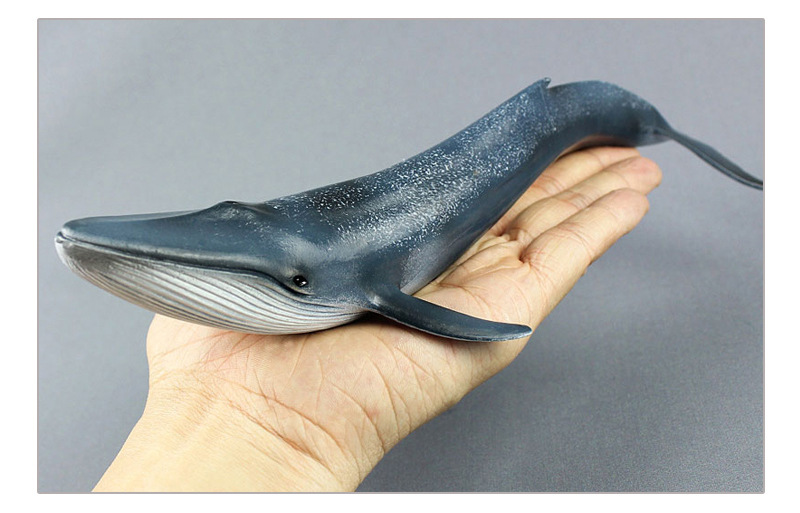 批发跨境儿童仿真实心塑胶鲸鱼模型海洋生物蓝鲸动物静态摆件代发