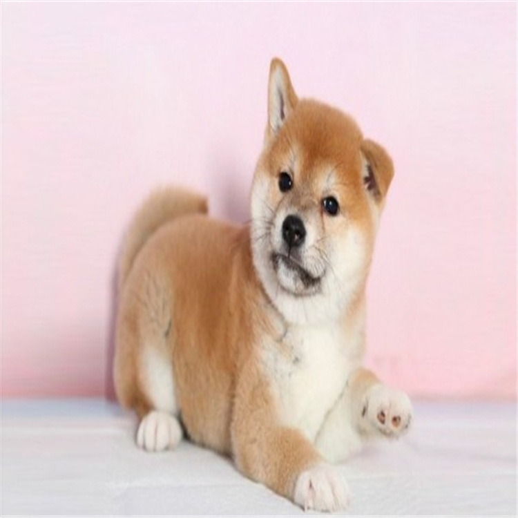 日本秋田犬幼犬纯种赤色豆柴柴犬宠物狗活体微笑柴犬-阿里巴巴