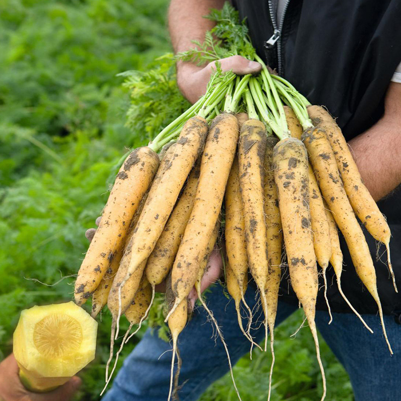 黄色胡萝卜种籽黄珊瑚水果萝卜种孑黄石胡萝卜籽春秋季蔬菜种子孑