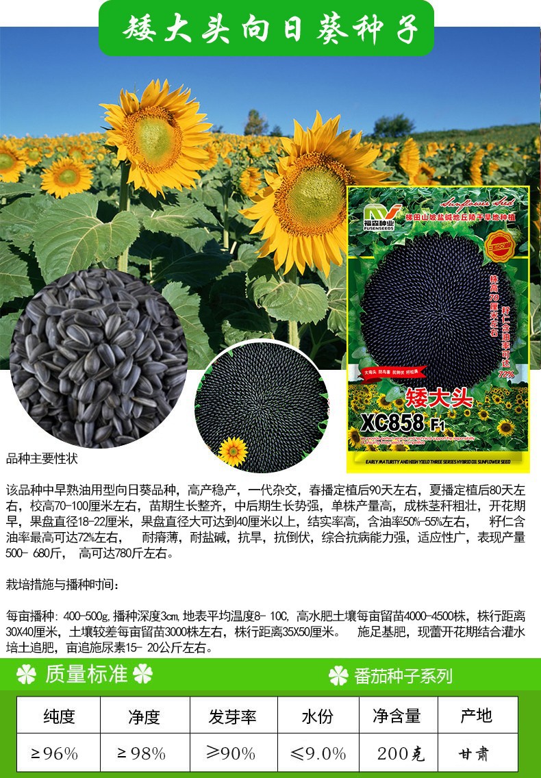 凤鸣雅世 高产四季阳台大盘向日葵种子 四季开花植物葵花籽 200克