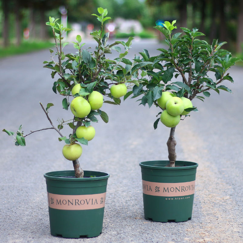 矮化苹果盆栽当年结果红富士室内外南北方种植阳台嫁接盆景树桩苗