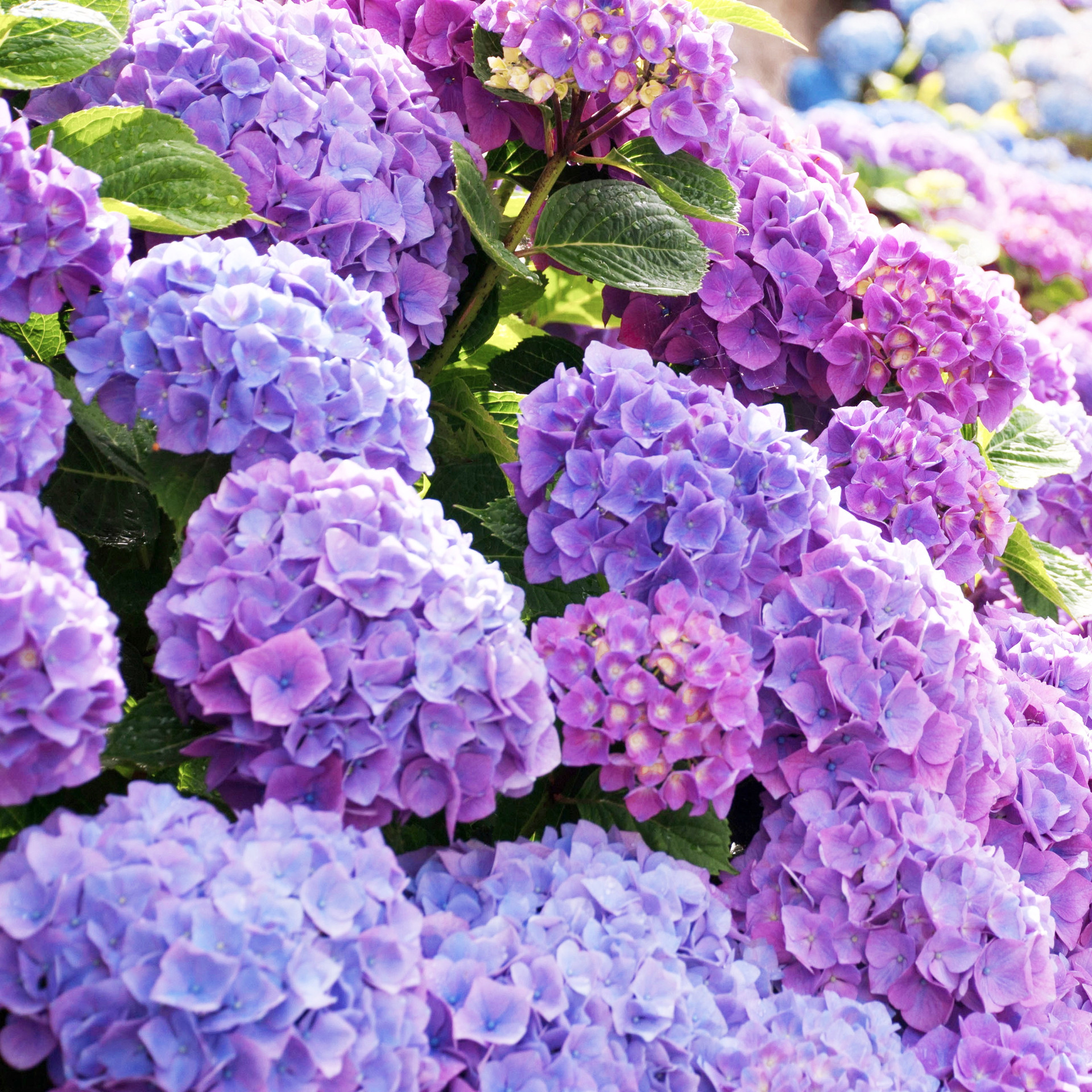 特大无尽夏绣球花老桩盆栽八仙绣球花苗阳台花卉四季开花庭院耐寒