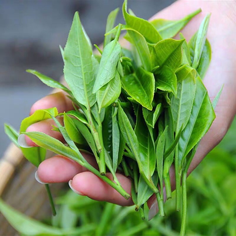 绿茶2020新茶叶江西特产散装遂川狗牯脑高山云雾茶浓香型250