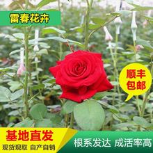 基地批发云南昆明卡罗拉玫瑰种苗绿化工程月季小苗 四季花卉种苗