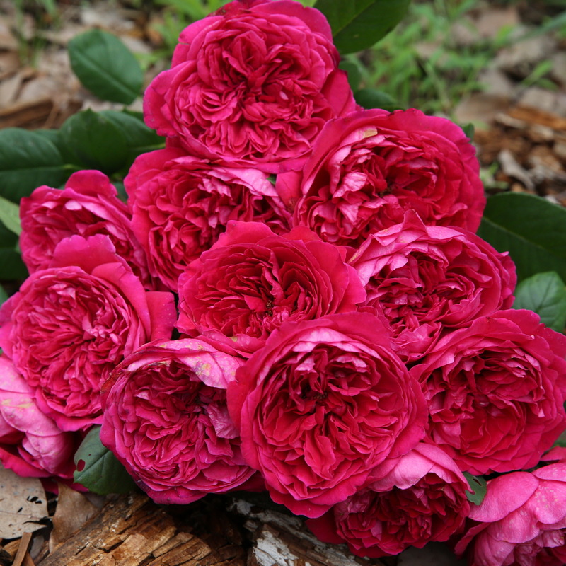 轩花物语欧月胭脂红色包子抗病香水月季花苗阳台盆栽植物玫瑰