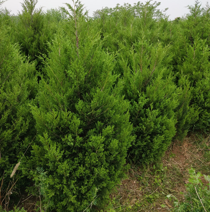 河南柏树侧柏树 刺柏树 洒金柏 耐移植现货供应客户可现场打号