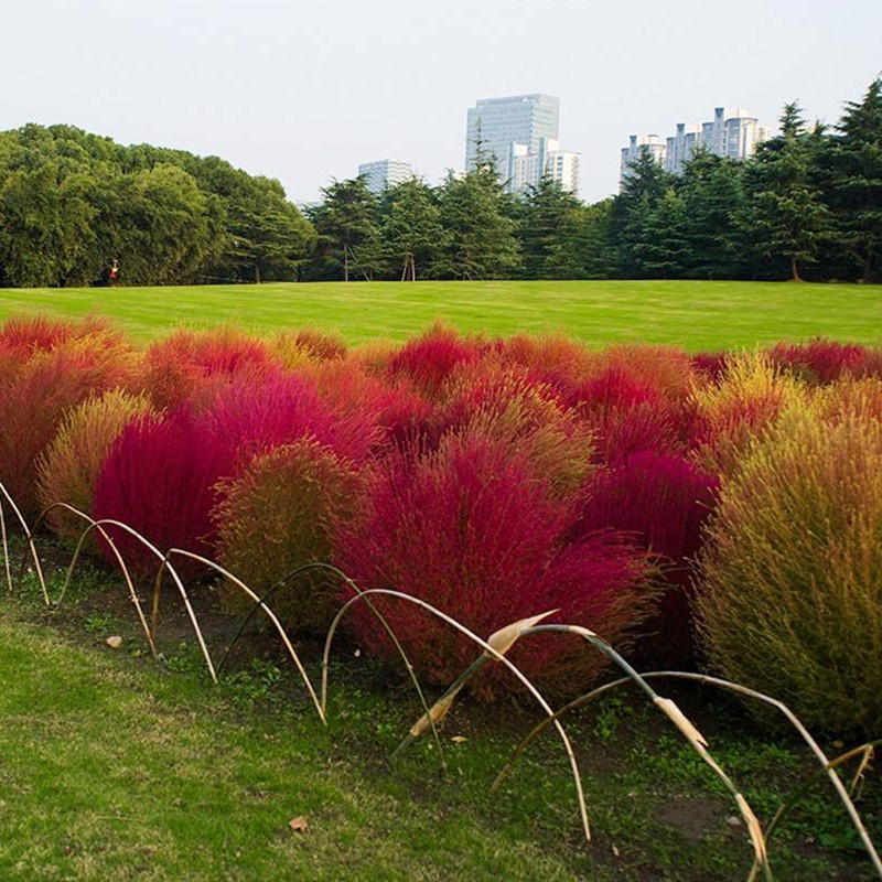 地肤地麦落帚扫帚苗扫帚菜孔雀松彩色地被植物基地直销