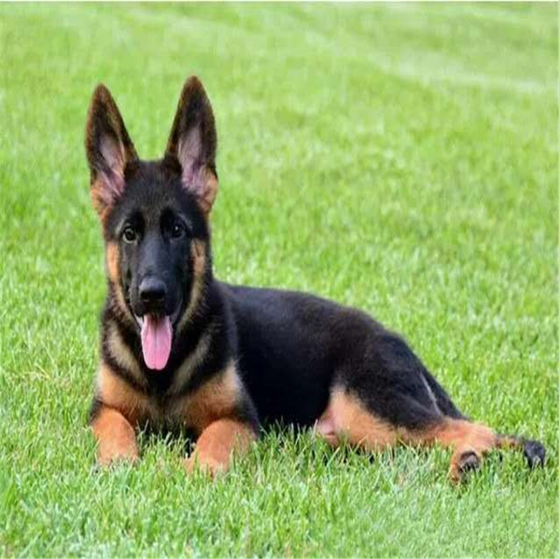 出售德牧幼犬纯种黑背犬赛系德牧巨型弓背锤系德牧活体打猎犬活体