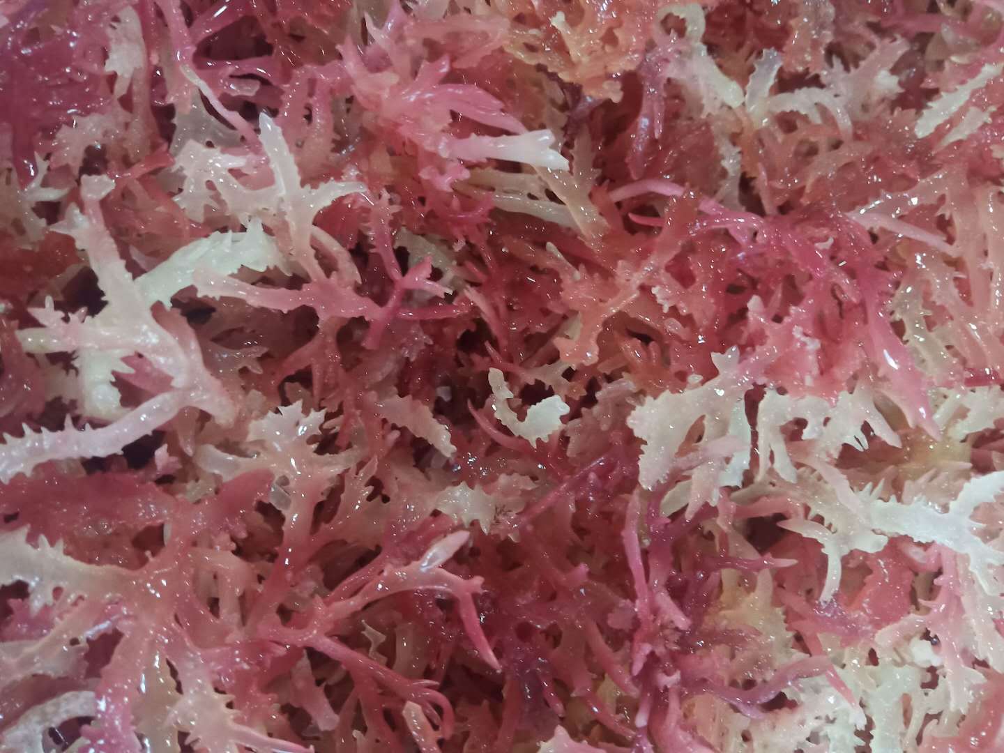 红石花菜500g麒麟菜血珊瑚草海燕窝海石花鹿角菜龙须海藻海冻菜干