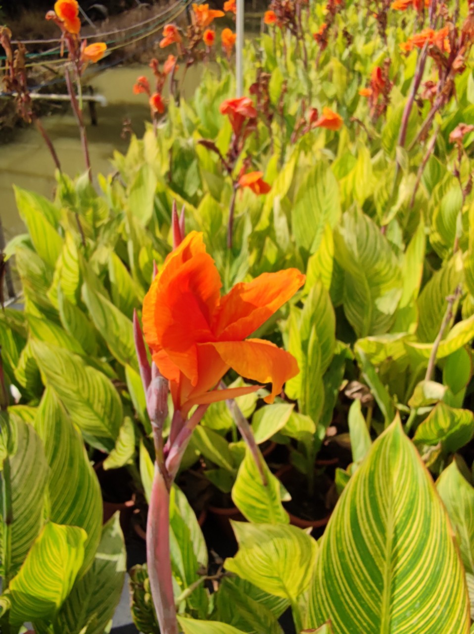 206基地批发 供应 花叶 金脉美人蕉 25-100cm高 盆栽 袋苗