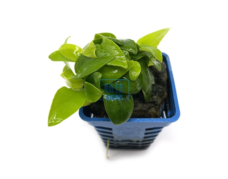 黄金榕 水榕 真水草批发 活体 观赏水草 鱼缸水族箱造景 批发