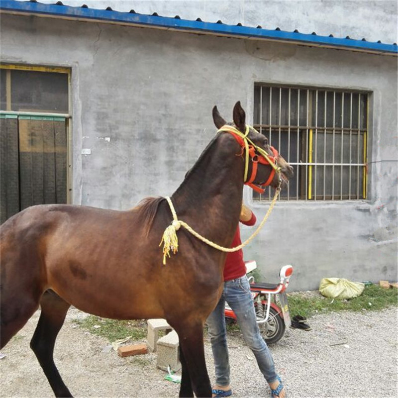 骡子多少钱一头骡子价格骡子养殖场骡子苗骡子养殖场出售-阿里巴巴