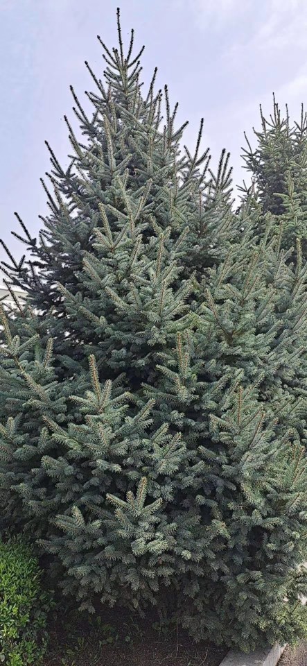 供应云杉青扦云杉410米