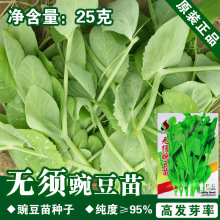 豌豆苗种子豌豆苗种籽蔬菜种子批发菜种菜籽菜种子公司