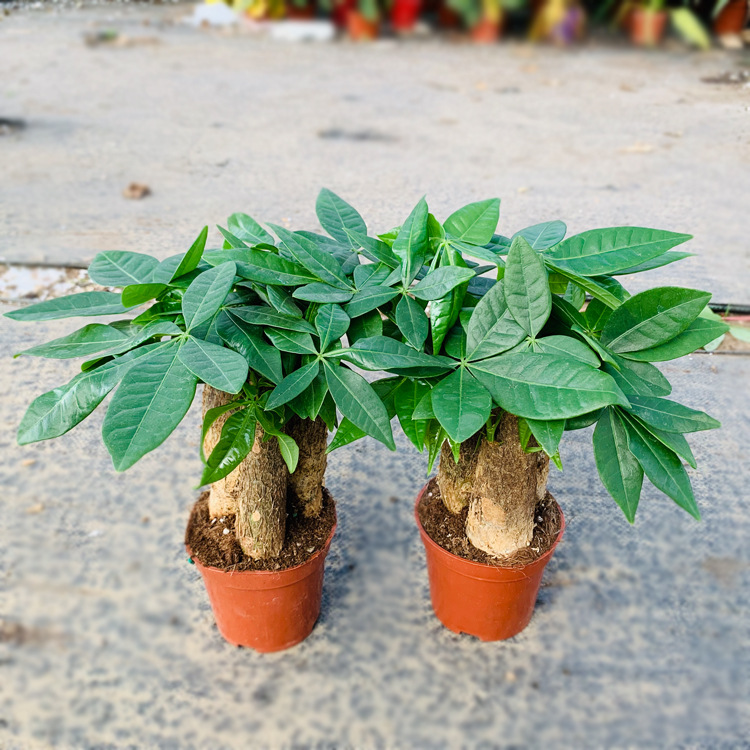 发财树苗发财树桩树头盆栽多年生小苗五辫子独杆单杆室内绿植包邮