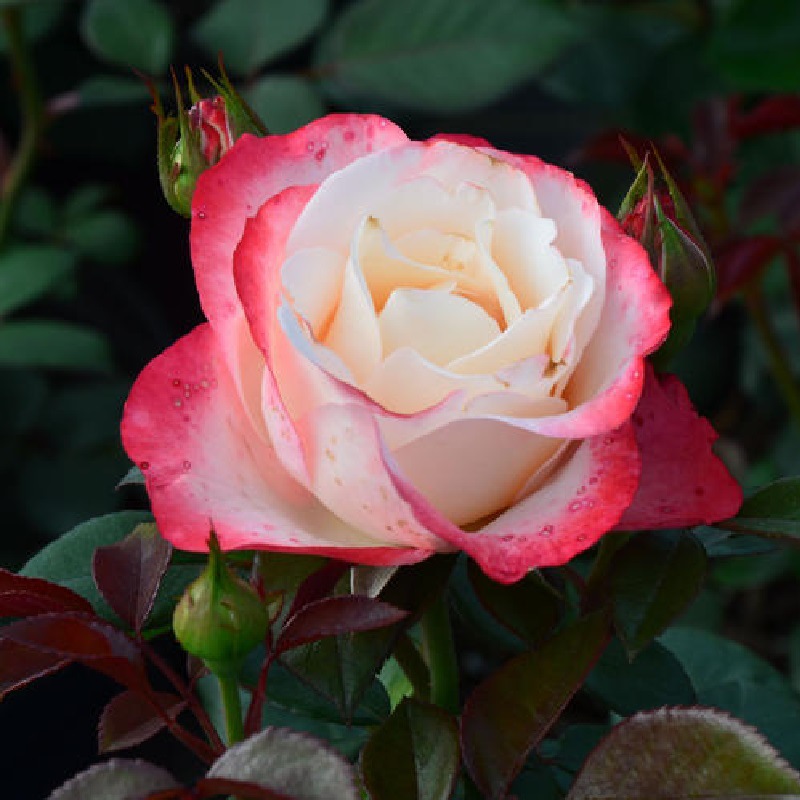 盆栽月季苗 月季 老根 藤本 玫瑰 香水 月季花 河南基地