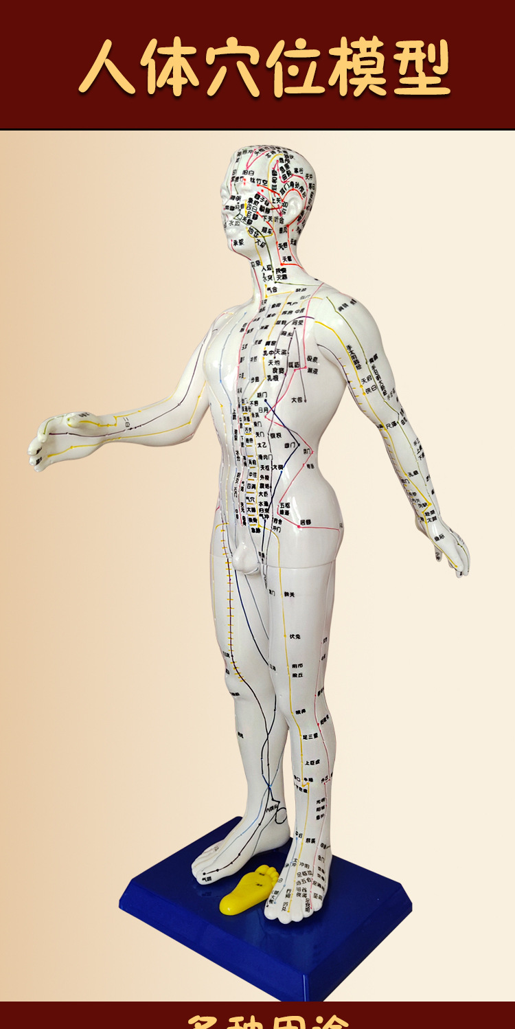 丰帆针灸人体穴位模型60厘米刻字经络穴位针灸模型男女小人中医