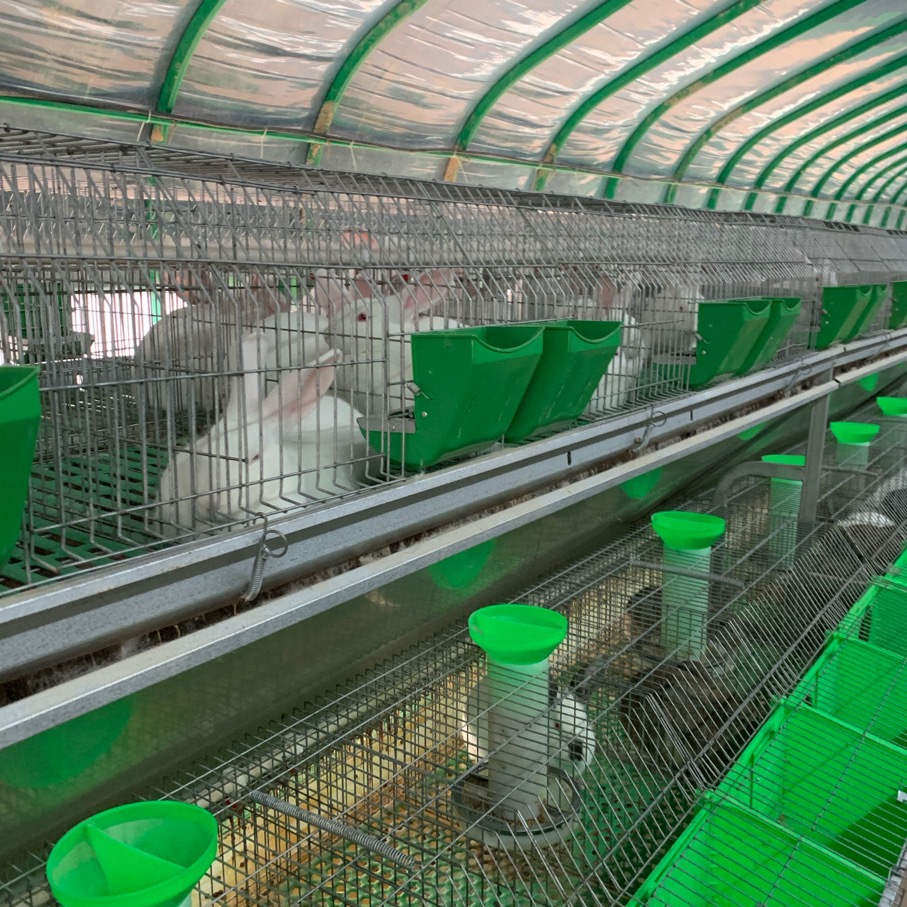 养殖新西兰种兔 比利时种兔 伊拉种兔 肉兔 成活率高欢迎选购