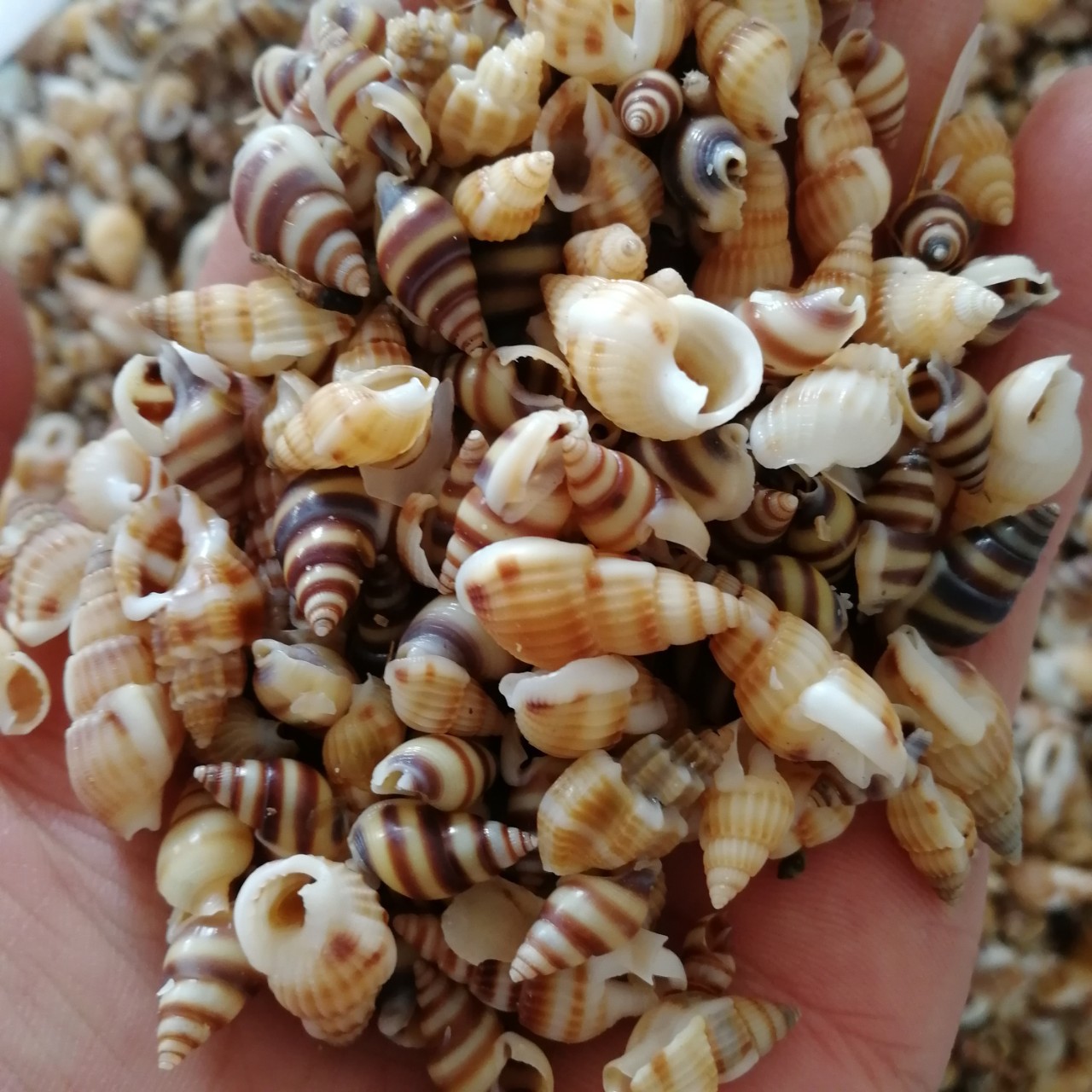 天然海星海螺贝壳 微景观漂流瓶 白螺diy小白螺15元一斤=1000个