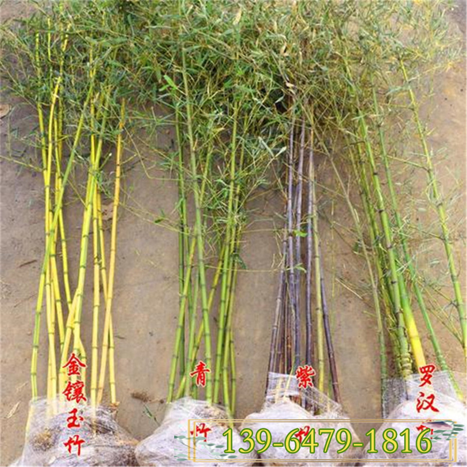 1公分绿化竹子价格 庭院工程绿化树苗 2公分3公分小竹子价格