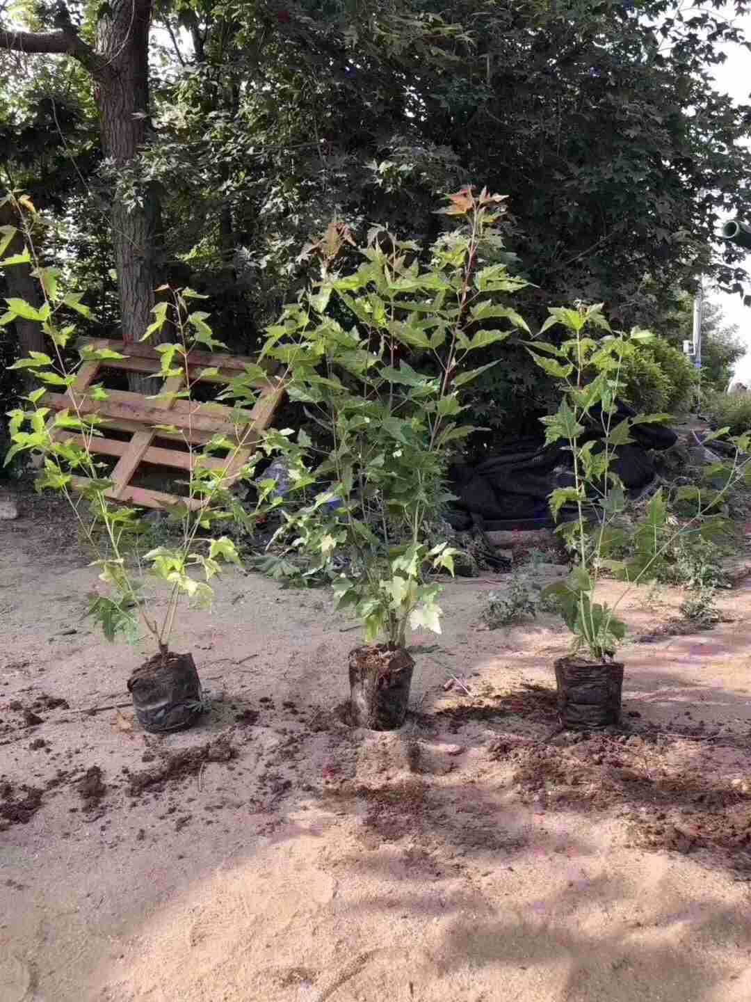 苗圃主营三角枫茶条槭三角枫营养杯苗播种苗三角枫堆丛生三角枫