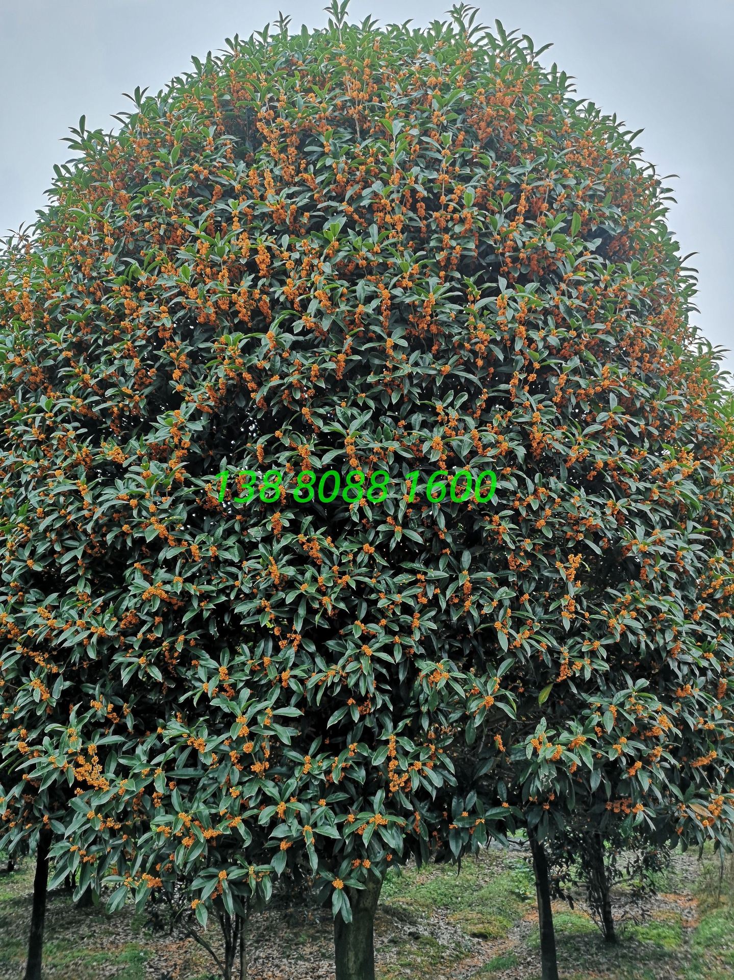 高杆长柄金桂,精品造型早红丹桂,丛生直杆状元红朱砂桂花树