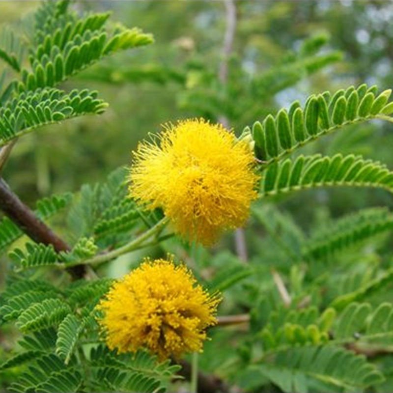 林木种子【金合欢】庭院别墅绿化护坡四季常青风景绿化苗木种子
