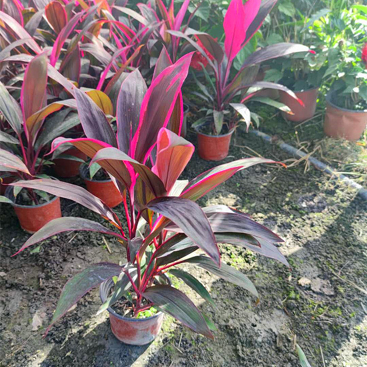 大量出售各种规格红叶朱蕉彩叶植物绿化花园庭院种植专用