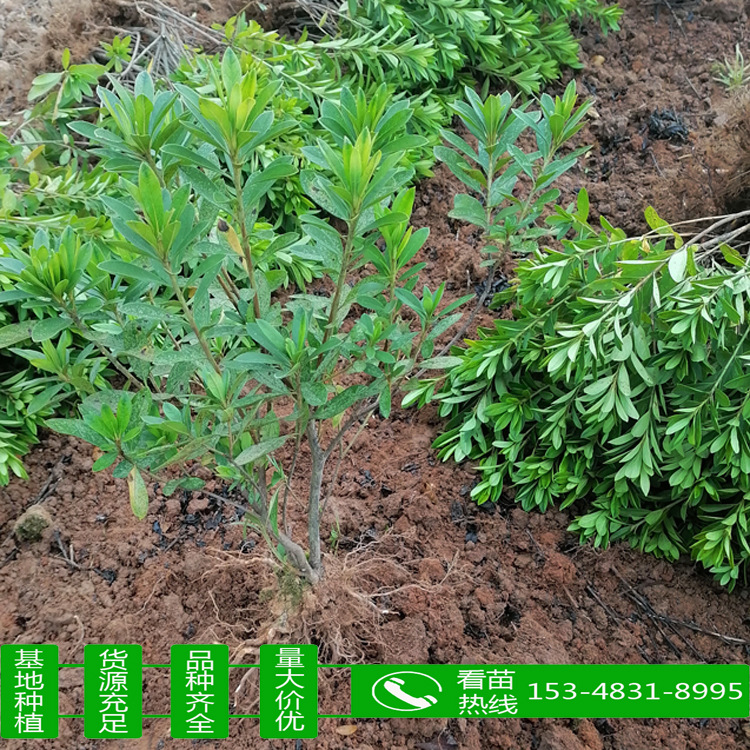 湖南自产自销杜鹃小毛球绿化杜鹃小苗球规格全齐优价批发欢迎看苗