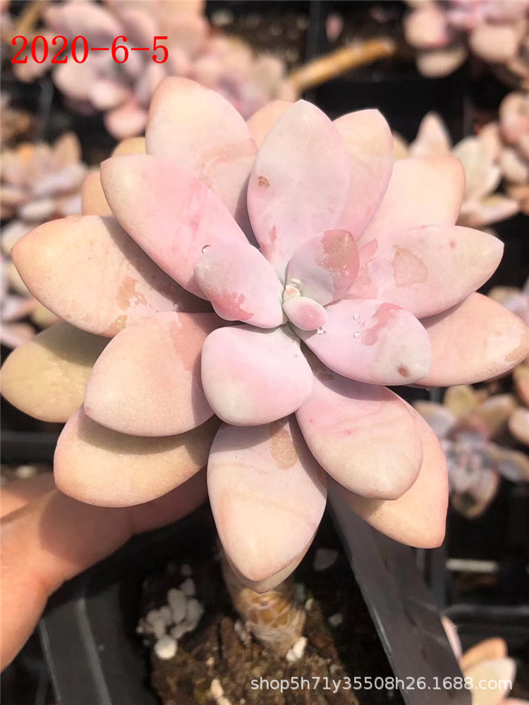 094山东多肉植物基地批发 大号粉兔10cm左右老桩多肉贵货品种